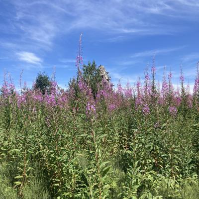 Excursion commentée sur le Tanargue  : un programme proposé par le Parc naturel régional des Monts d'Ardèche et le Grand site de France de l'Aven d'Orgnac