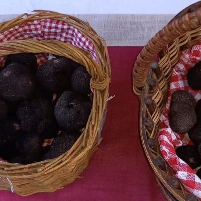 Marché de la truffe d’hiver