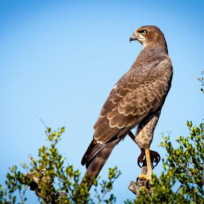 Observation des rapaces SGGA