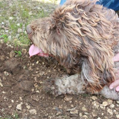 Saveurs de truffes et vins d'Ardèche au Domaine des Terriers