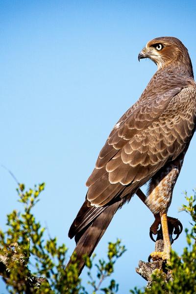 Observation des rapaces SGGA